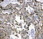 Anti-Grp75 Antibody